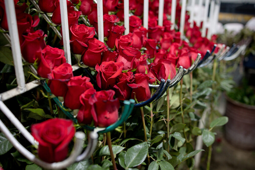 Compare classic, spray, and garden-style roses by stem structure, bloom form, applications, handling needs, and current specifications for a wholesale order.