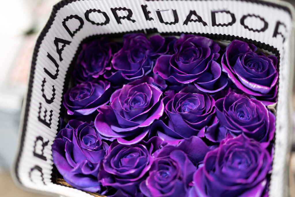 Expédier des fleurs d’Équateur vers la France : guide d’import en gros