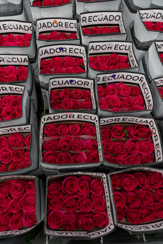 Compare Explorer, Black Baccara, and Freedom roses for Victory Day (May 9), with guidance on specifications, cut stage, handling, and lot checks.