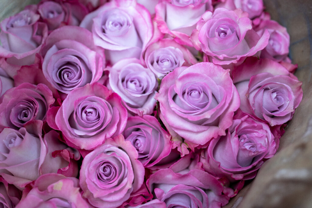 Rosas de Ecuador en color lavanda