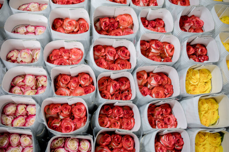 Classic, spray, and garden-style Ecuadorian roses: a wholesale guide — photo 3 of 6