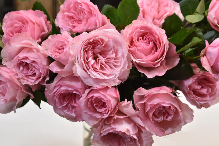 Classic, spray, and garden-style Ecuadorian roses: a wholesale guide — photo 1 of 6