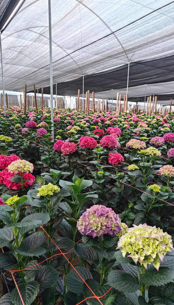 A wholesale guide to Ecuadorian hydrangeas, including color selection, applications, handling, and specifications to confirm before ordering.